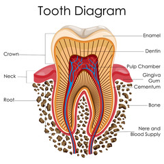 Medical Education Chart of Biology for Tooth Anatomy Diagram