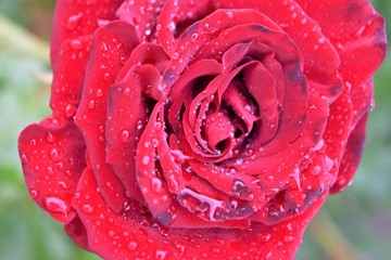 red rose