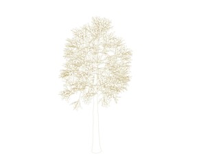 Aspen tree. Isolated on white background. Sketch illustration.