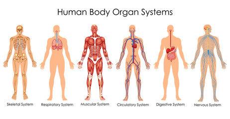 Medical Education Chart of Biology for Human Body Organ System Diagram