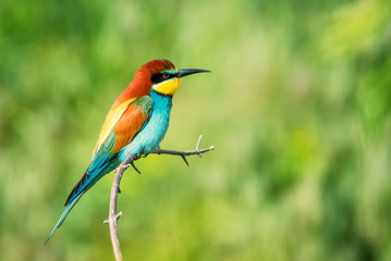 Exotic colorful tropical bird