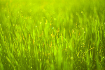 Green grass and drops of morning dew