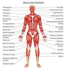 Medical Education Chart of Biology for Muscular System Diagram