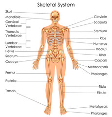 Medical Education Chart of Biology for Skeletal System Diagram