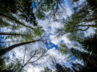 Looking skyward to tree tops