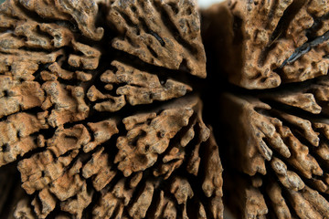 Dried wood pattern