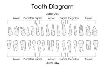 Medical Education Chart of Biology for Human Teeth Diagram