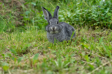 gray rabbit / Gray rabbit on the meadow