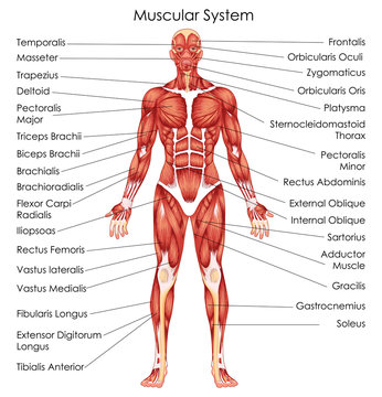 Muscular system diagram worksheet