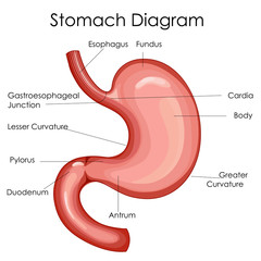 Medical Education Chart of Biology for Stomach Diagram
