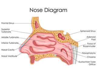 Medical Education Chart of Biology for Nose Diagram