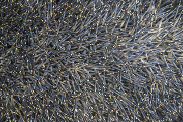 hedgehog spines texture