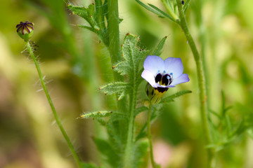 Wiesenblumen im Garten