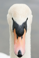 serious swan