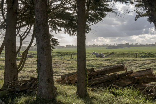 paard in de wei