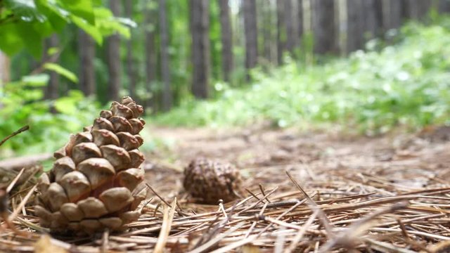Fallen Pine Cones on the Ground
