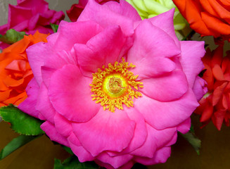 Rose flower macro