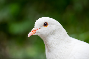 White dove looking at camera against green background