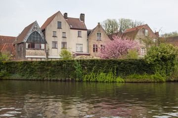 Exterior of old brick houses along canal with flowering coast in spring in the medieval neighborhood of Bruges (Brugge), Belgium