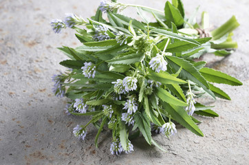 foenum graecum, Fenugreek, Methi, herb with  leaves, seeds used in spices and flavouring - obrazy, fototapety, plakaty