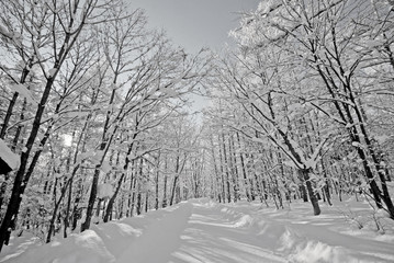 road in tree winter snow,snow tree road