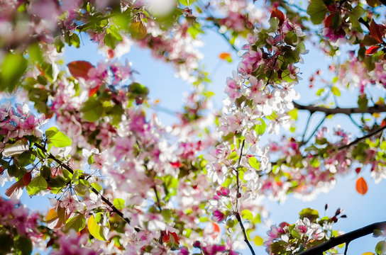 Цветущая яблоня. Весенний цвет. Цветущее дерево. Яблоневый сад.
