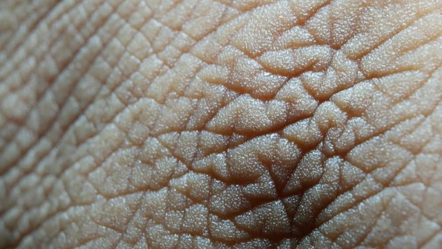 Close up of Human Skin Texture 
