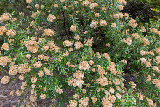 Flowers of tree everlasting shrub, Ozothamnus ferrugineus in Tasmania, Australia.