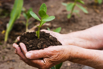 Hands holding a young green sprout
