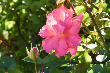 Zarte Schönheit versteck sich im Garten. Rosen