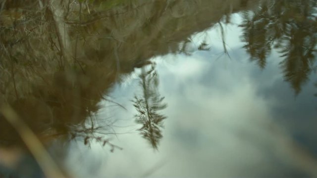 Walking along the lake with trees reflecting in the water in slow motion