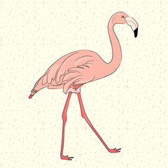 Hand drawn pink flamingo