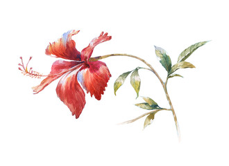 watercolor painting of leaves and flower, on white background