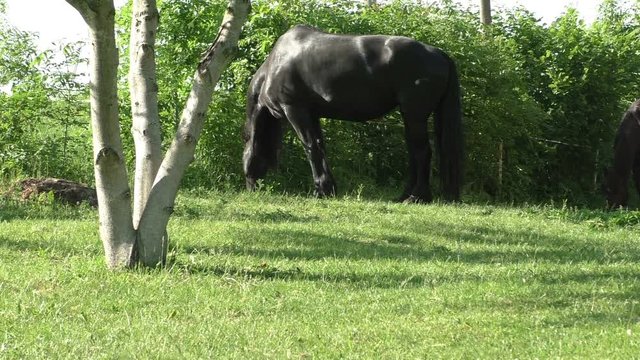 horse, farm, horses, animal, nature, pasture, beauty,  mammal, breed, meadow, background, stallion, equine, mane, beautiful, ranch, portrait, outdoors, brown

