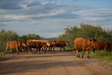 Fototapeta na wymiar Cows crossing a road.Going for grazing.