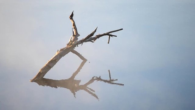 Old branch of a tree in water with Ripples and a mirror surface with a morning haze