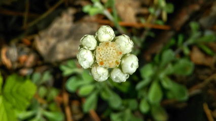 Macro photo, white flower