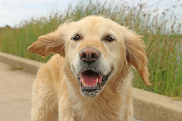 happy smiling golden retriever dog and generic vegetation