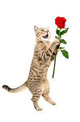 Cat Scottish Straight with a rose, standing on its hind legs