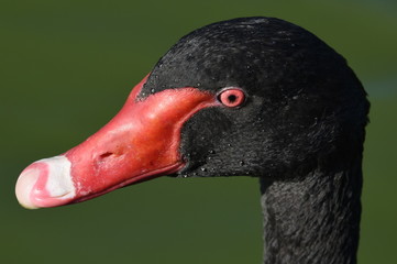Australian black swan