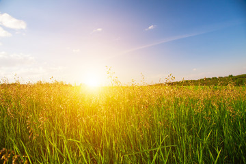 sunset and grass