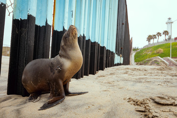 Fototapeta premium Baby seal at the border