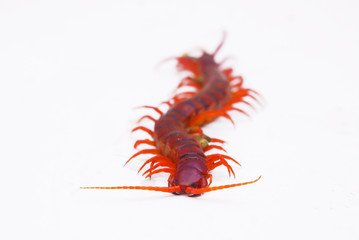 Isolated  Centipede Over White Background