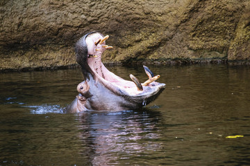 Dangerous hippopotamus