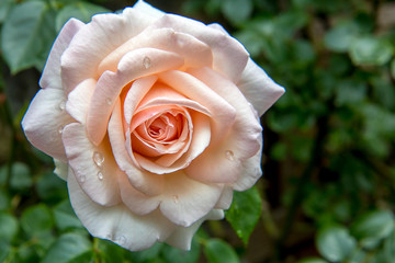 Fototapeta premium Flower pink rose with water drops