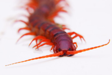 Isolated  Centipede Over White Background