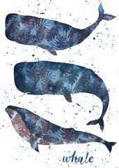 Fototapeta premium Watercolor whale set