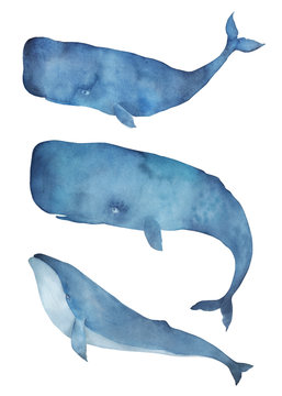 Watercolor whale set. Isolated illustration