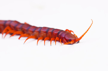 Isolated  Centipede Over White Background
