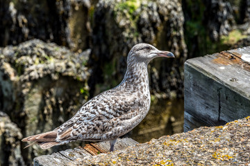 Young Seagull